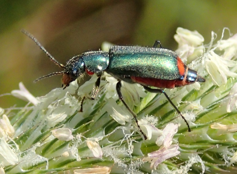 Malachiidae  da Id.: Malachius bipustulatus (cf.)